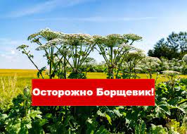 МКУ "Управление по делам территории города Рязани"  напоминает жителям о мерах безопасности при обращении с борщевиком 18.06.2021