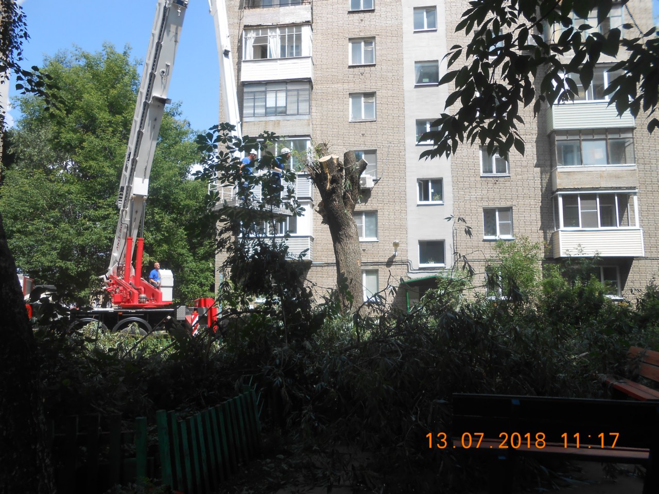 Производится санитарная обрезка дерева на ул. Семинарской